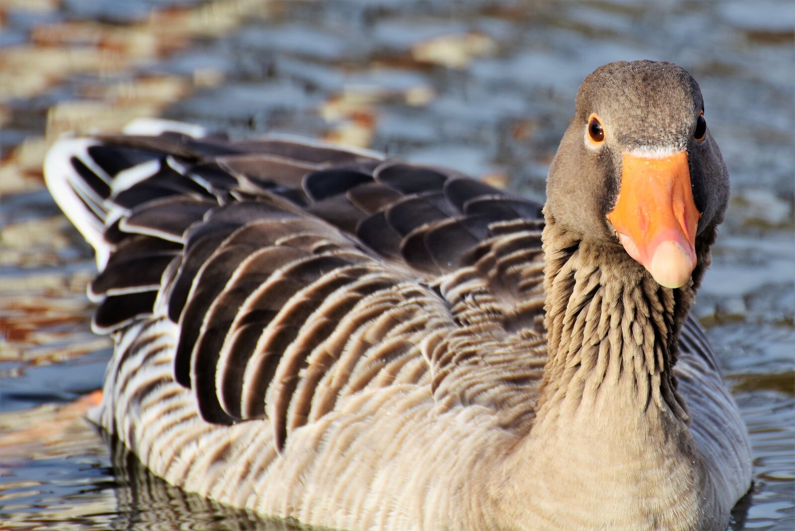 Nikon D7200 sample photo. Wild goose, goose, water photography