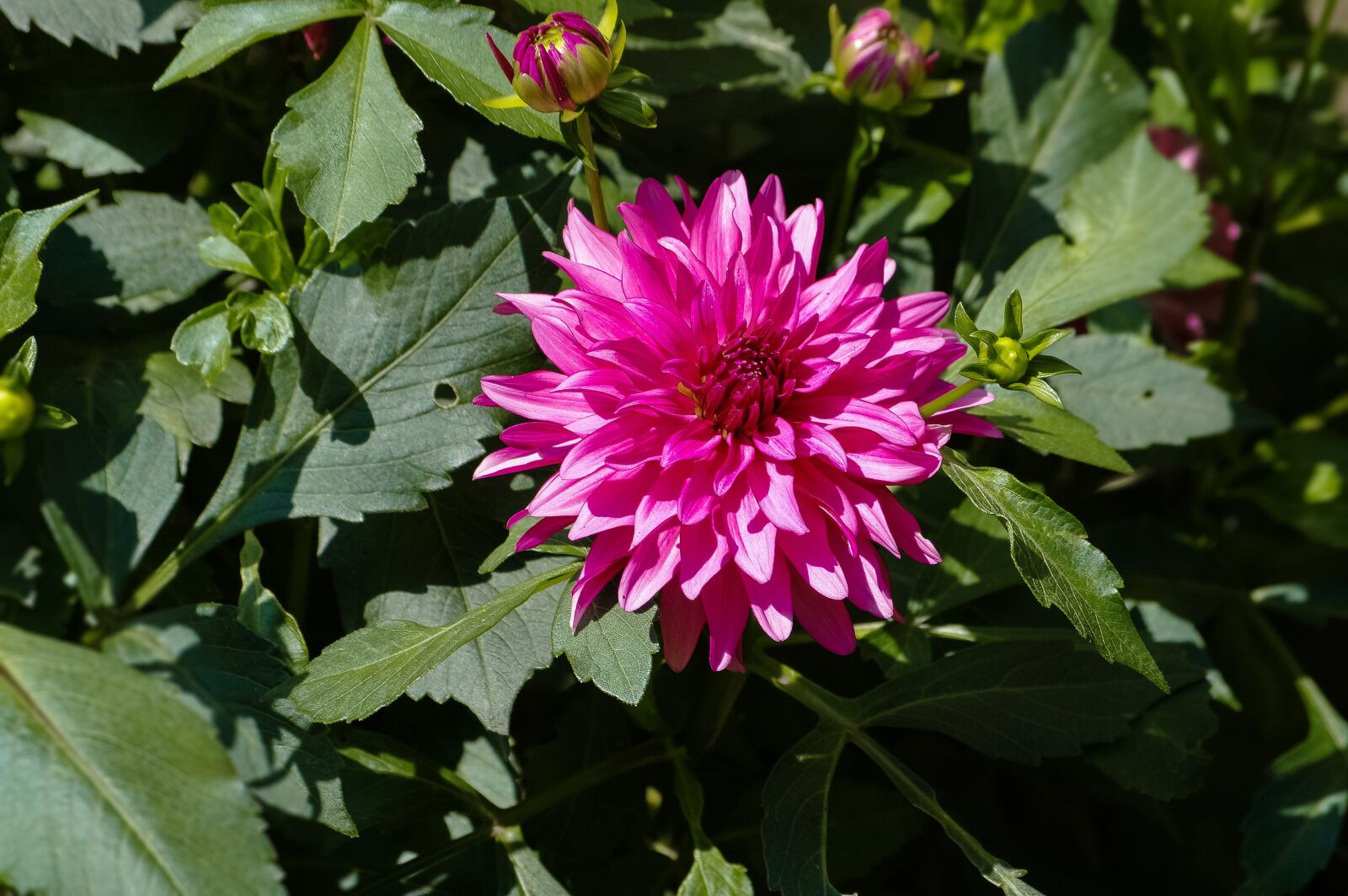 Samsung GX-20 sample photo. Dalia, plant, flower photography