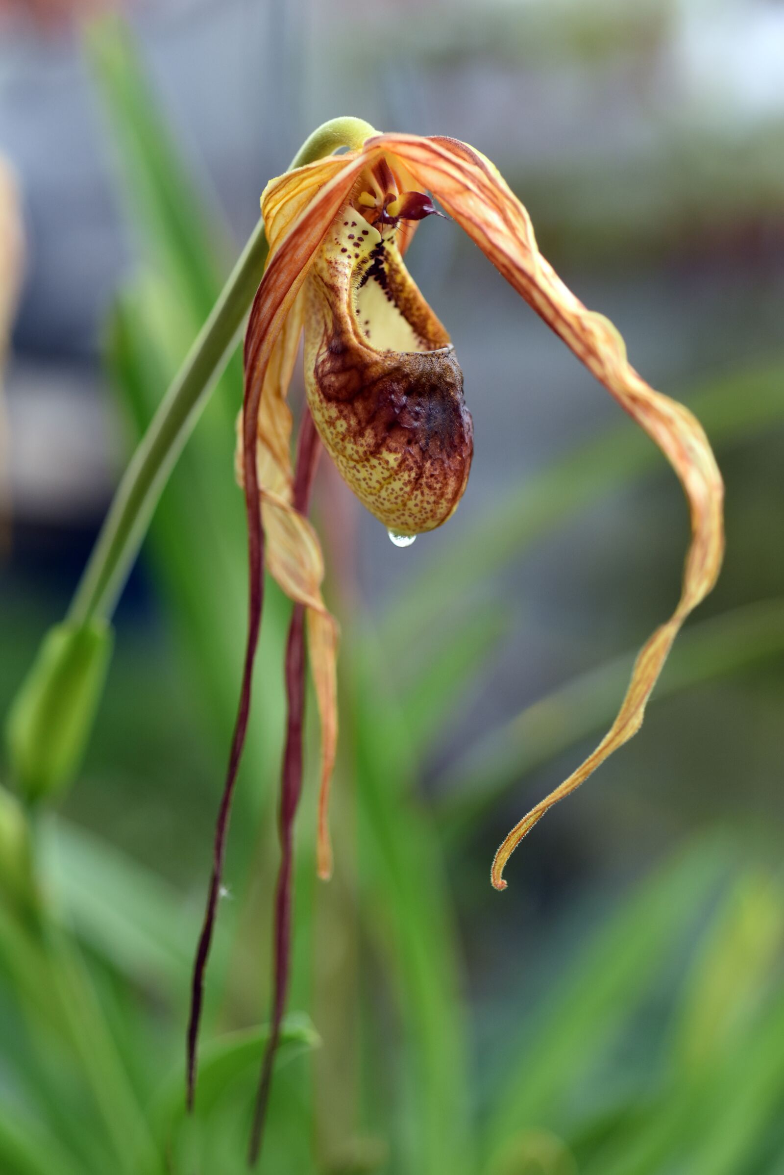 Nikon D810 sample photo. Phragmipedium, orchid, plant photography