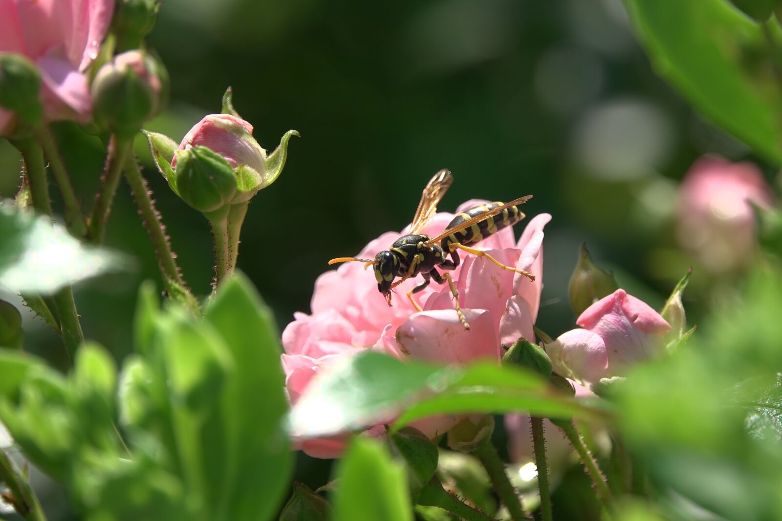 Sony Cyber-shot DSC-RX10 IV sample photo. Wasp, hornet, blossom photography