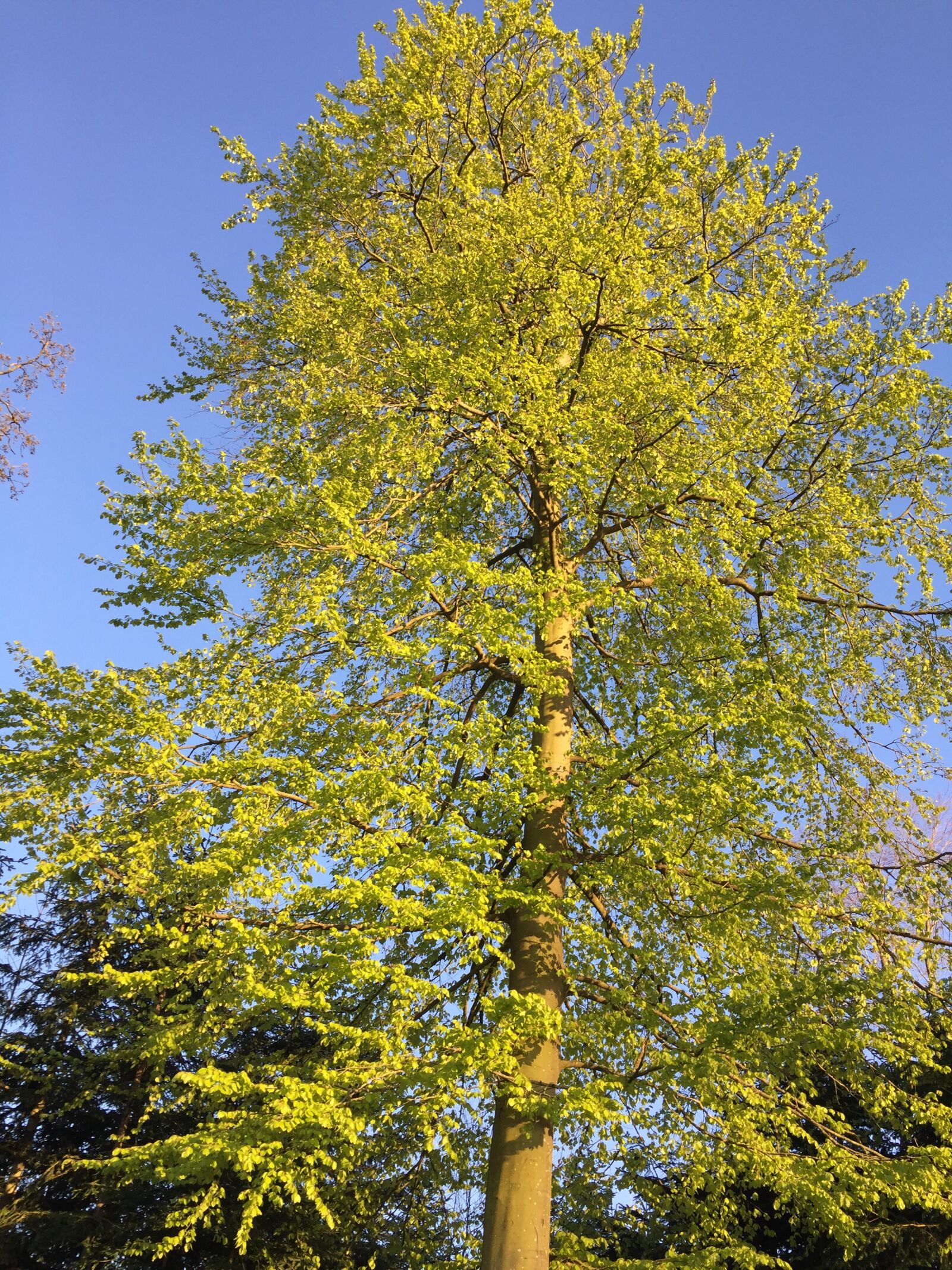 iPhone 6 back camera 4.15mm f/2.2 sample photo. Wood, spring, natural photography