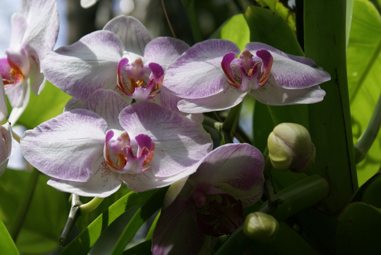 Sony Alpha DSLR-A100 sample photo. Orchids photography