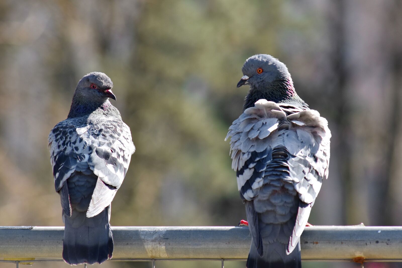 Nikon D5500 sample photo. Bird family, birds, fence photography