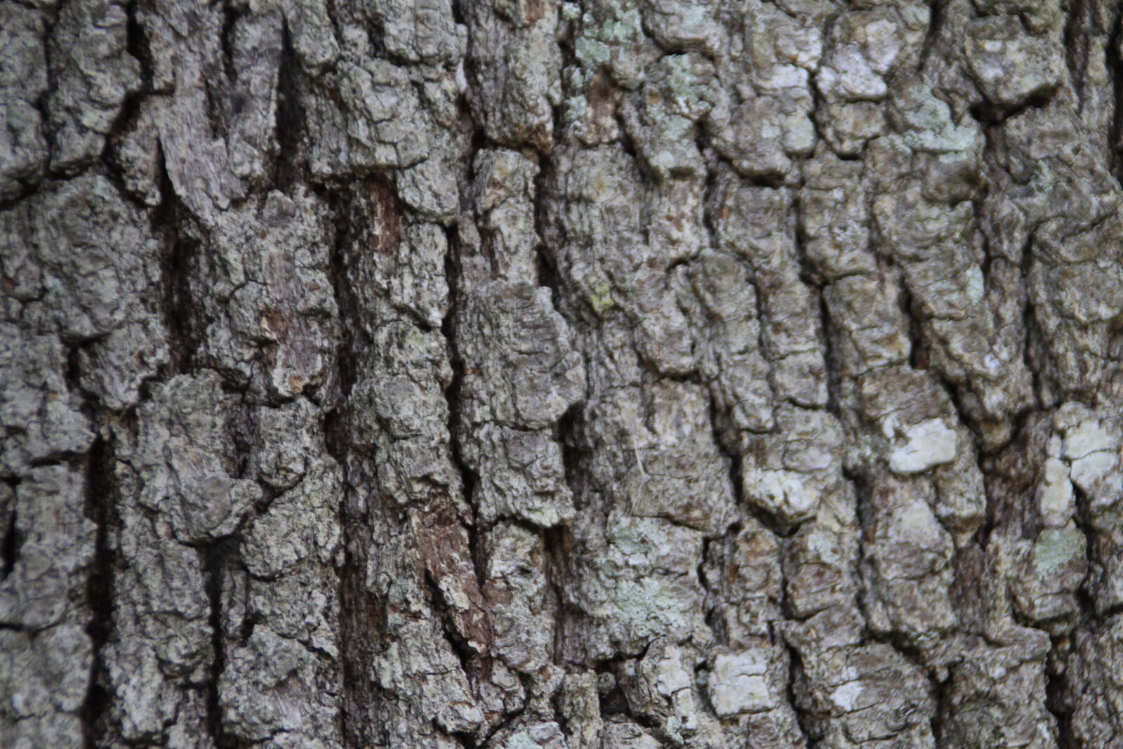 Canon EOS 7D sample photo