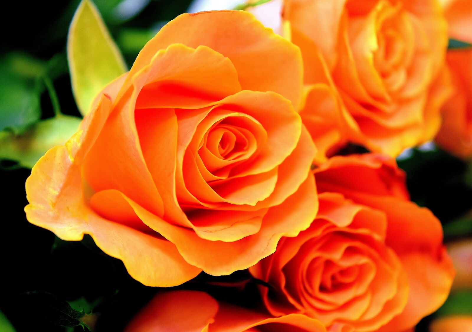 Nikon D7200 sample photo. Roses, flowers, blossom photography