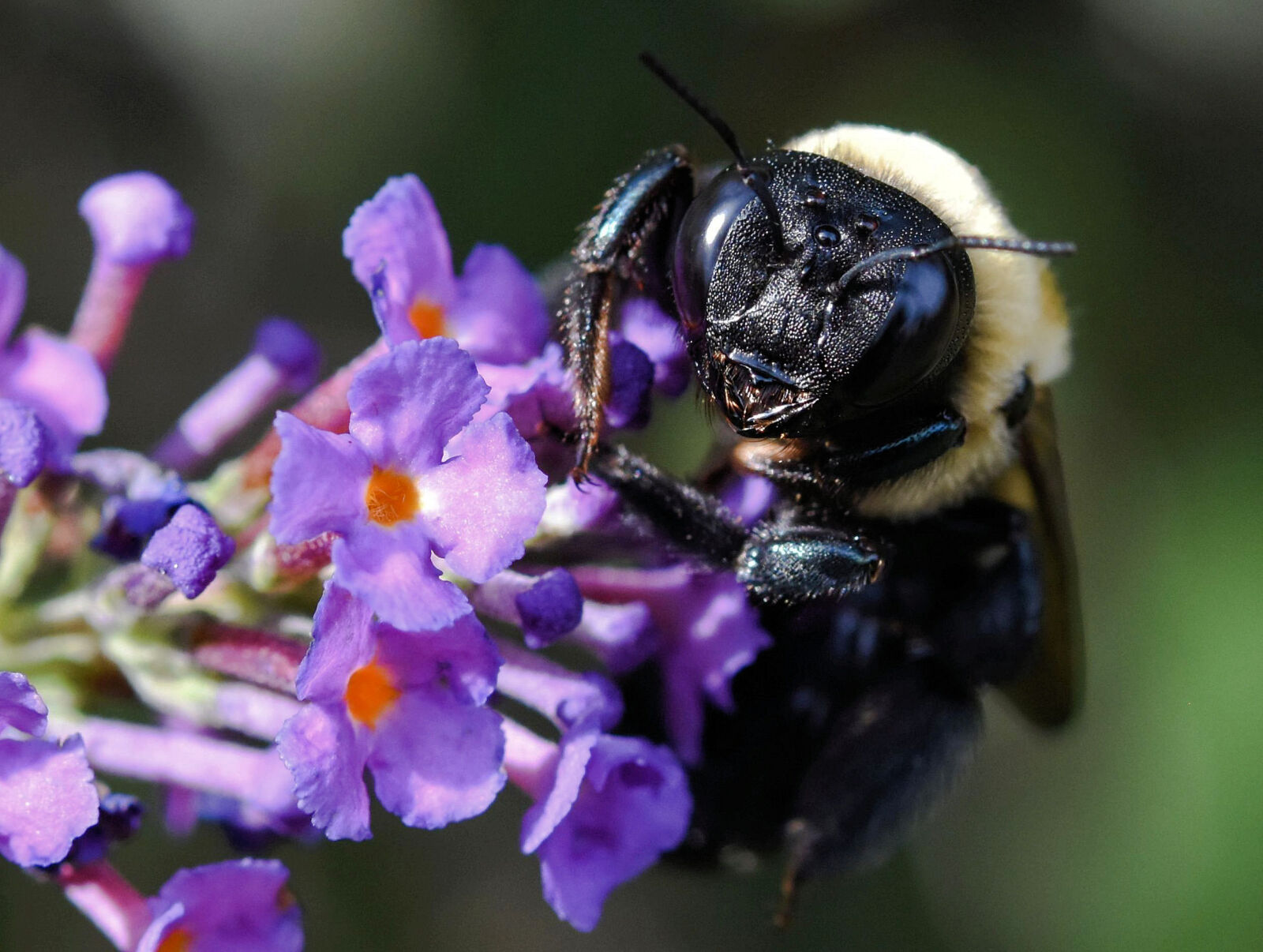 Nikon D7200 sample photo. Bumblebee, insect, nature photography
