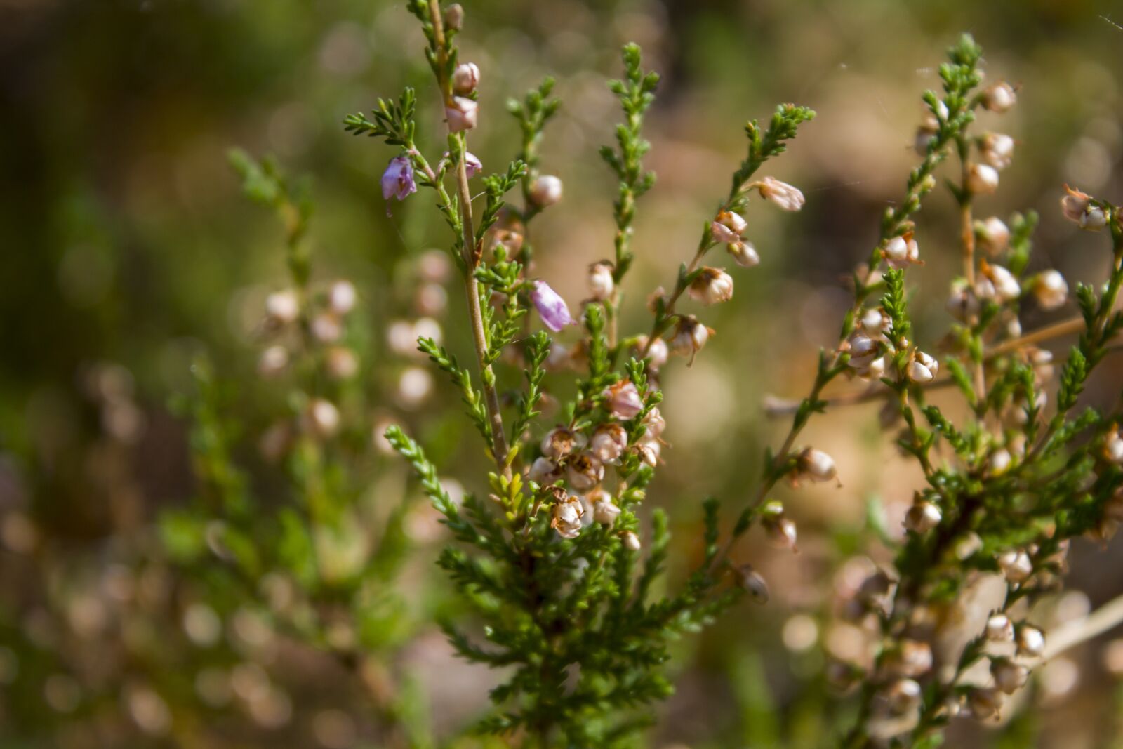 Canon EOS 1100D (EOS Rebel T3 / EOS Kiss X50) sample photo. Heather, macro, grass photography