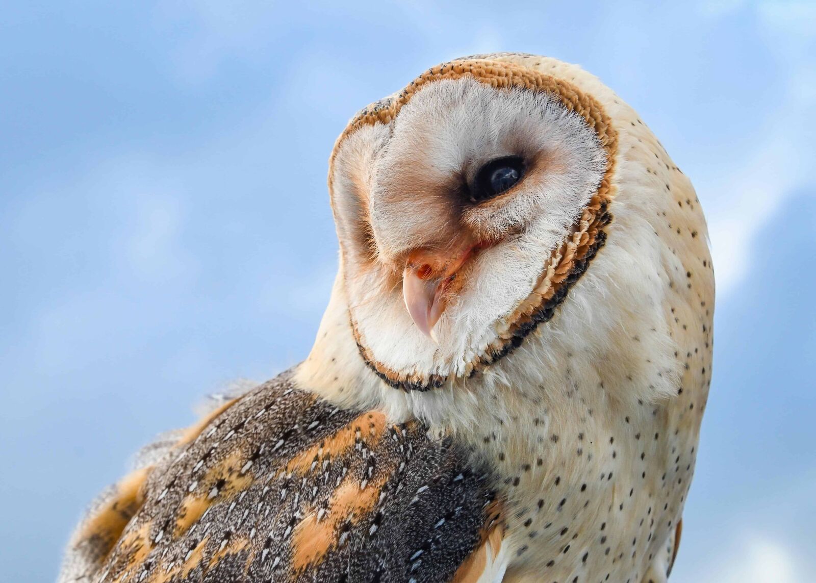 Nikon D500 sample photo. Nature, owl, animal, portrait photography