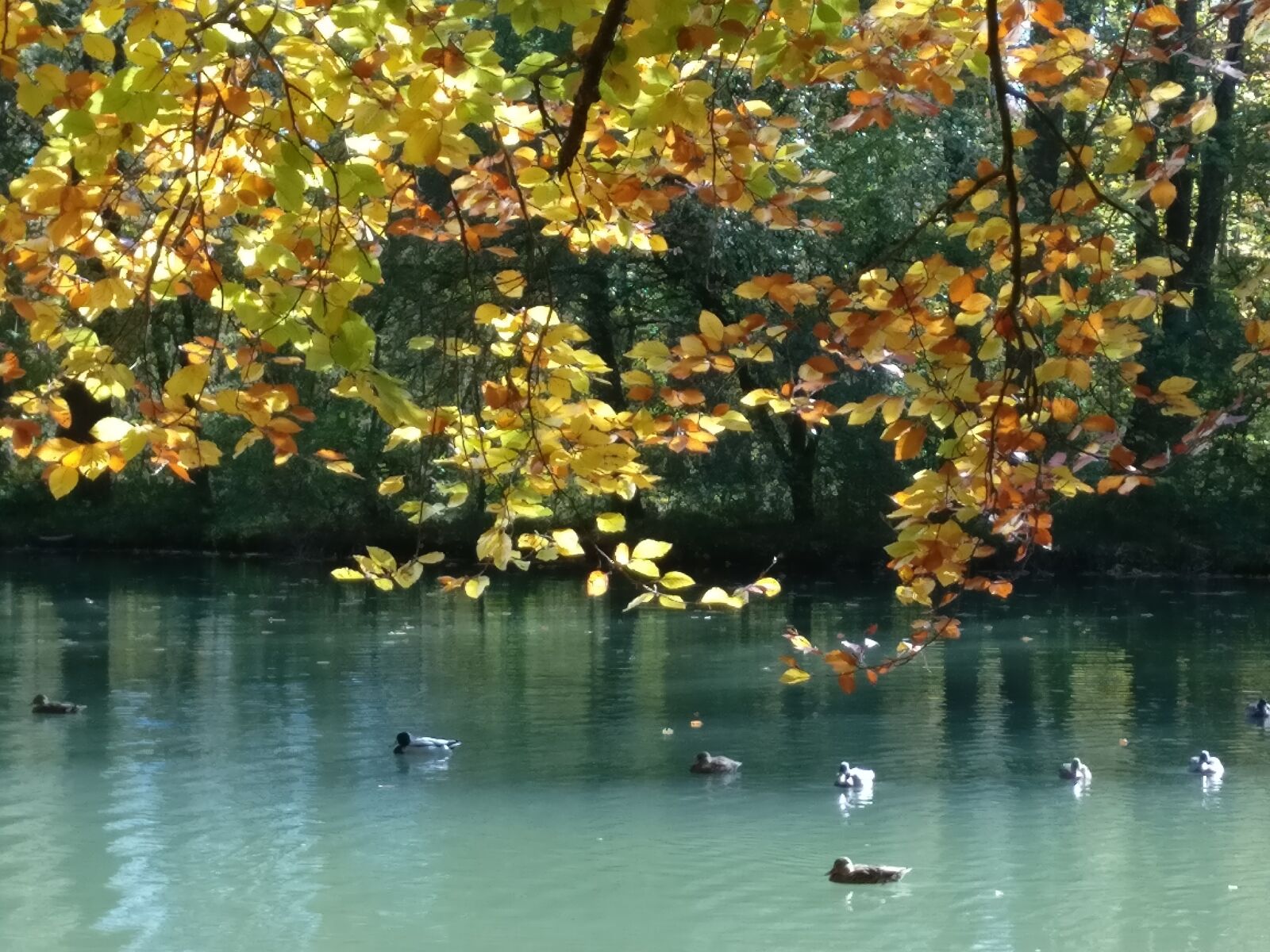 OnePlus A3003 sample photo. Pond, ducks, tree photography