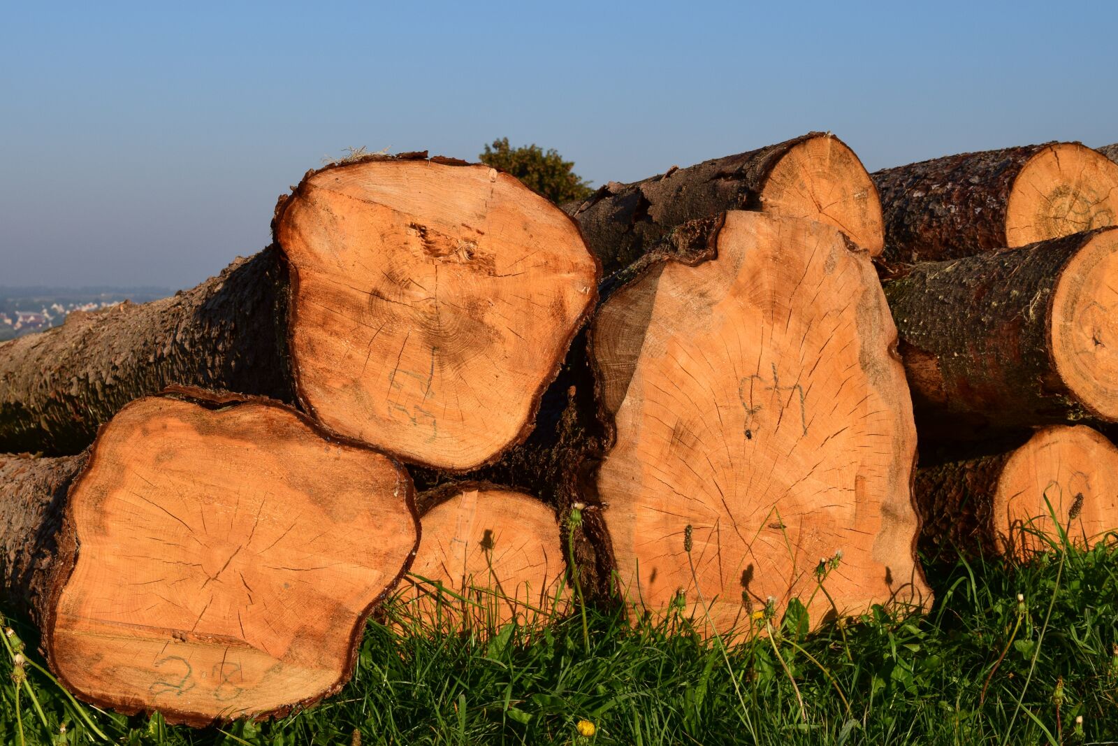 Nikon D3300 sample photo. Wood, tree trunks, nature photography