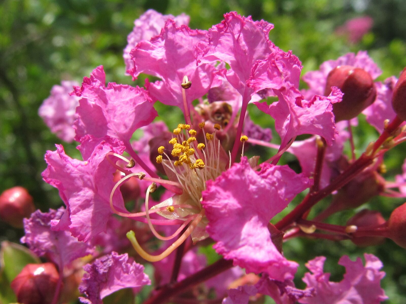 Canon PowerShot SX520 HS sample photo. Pink, flowers, nature photography