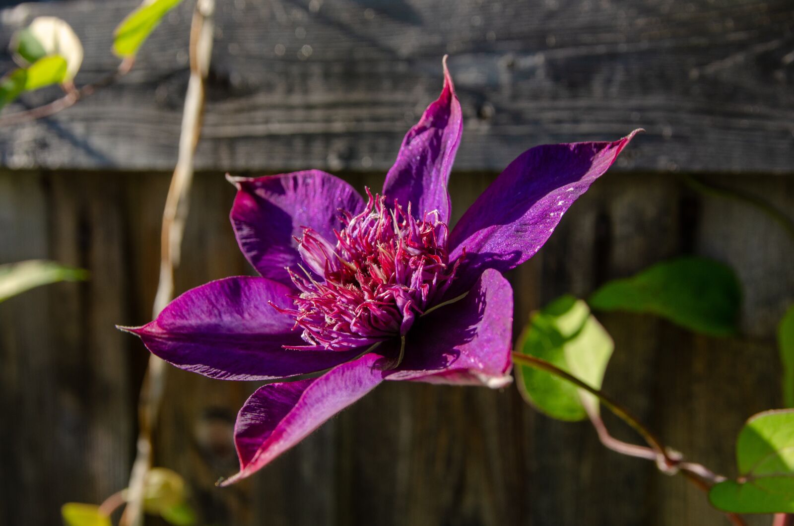 Nikon D7000 sample photo. Flower, clematis, nature photography