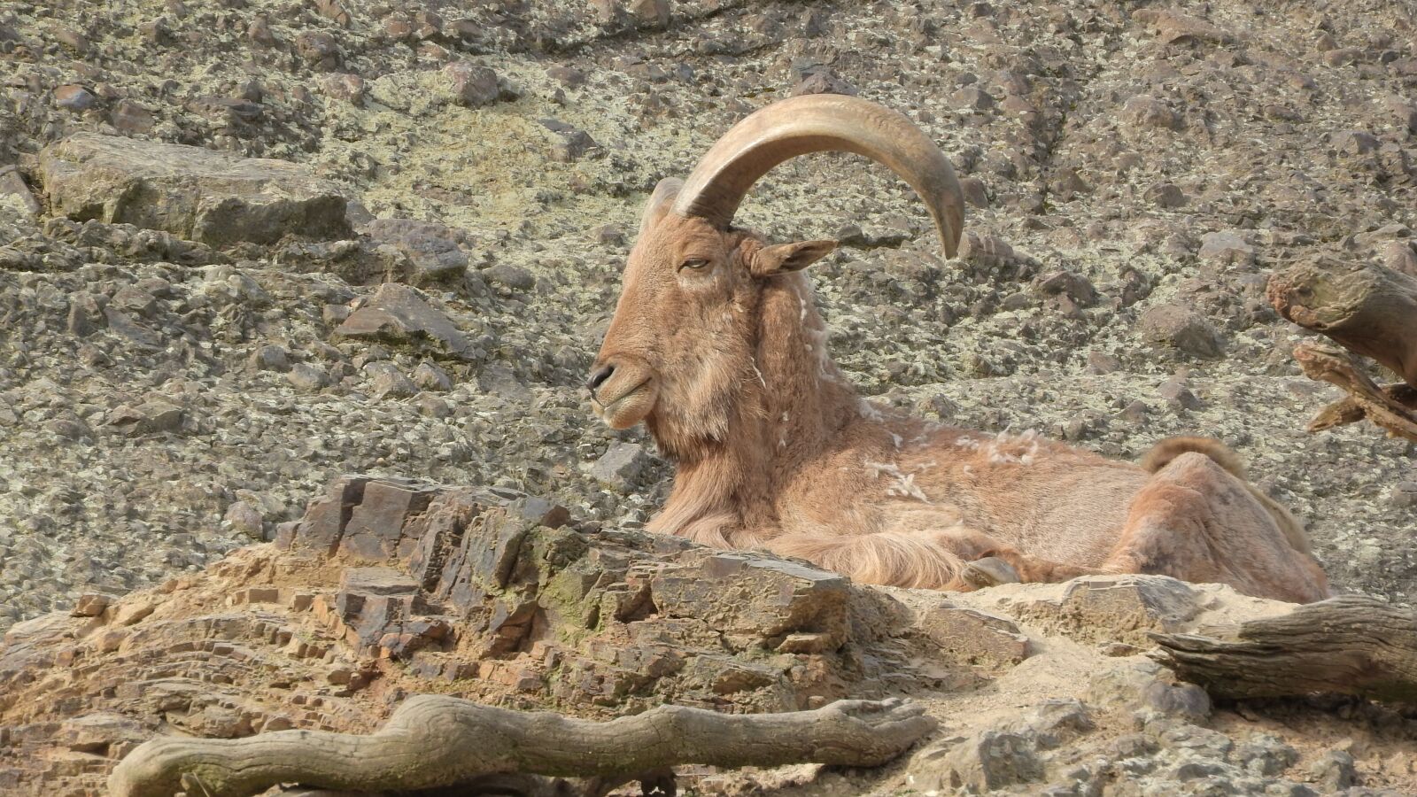 Nikon Coolpix P610 sample photo. Barbary sheep, ammotragus lervia photography