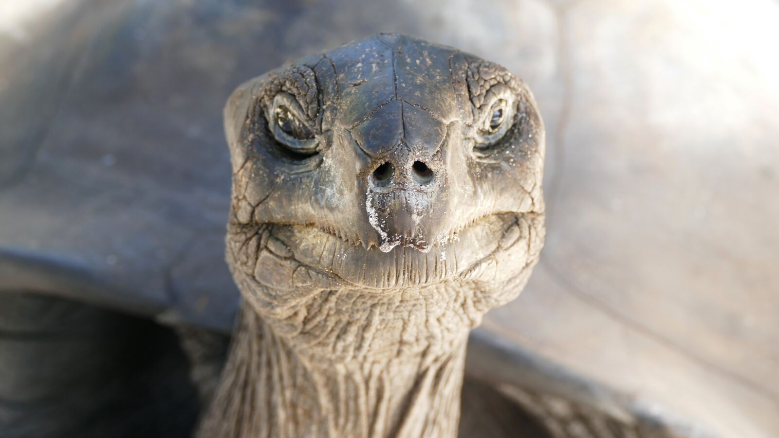 Panasonic Lumix DMC-FZ1000 sample photo. Turtle, seychelles, beach photography