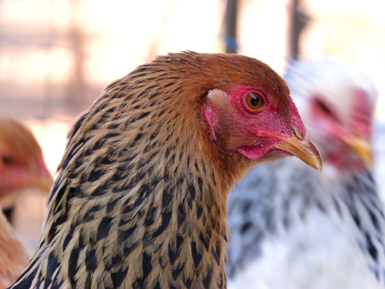 Panasonic DMC-FZ62 sample photo. Hen, laying hen, race photography
