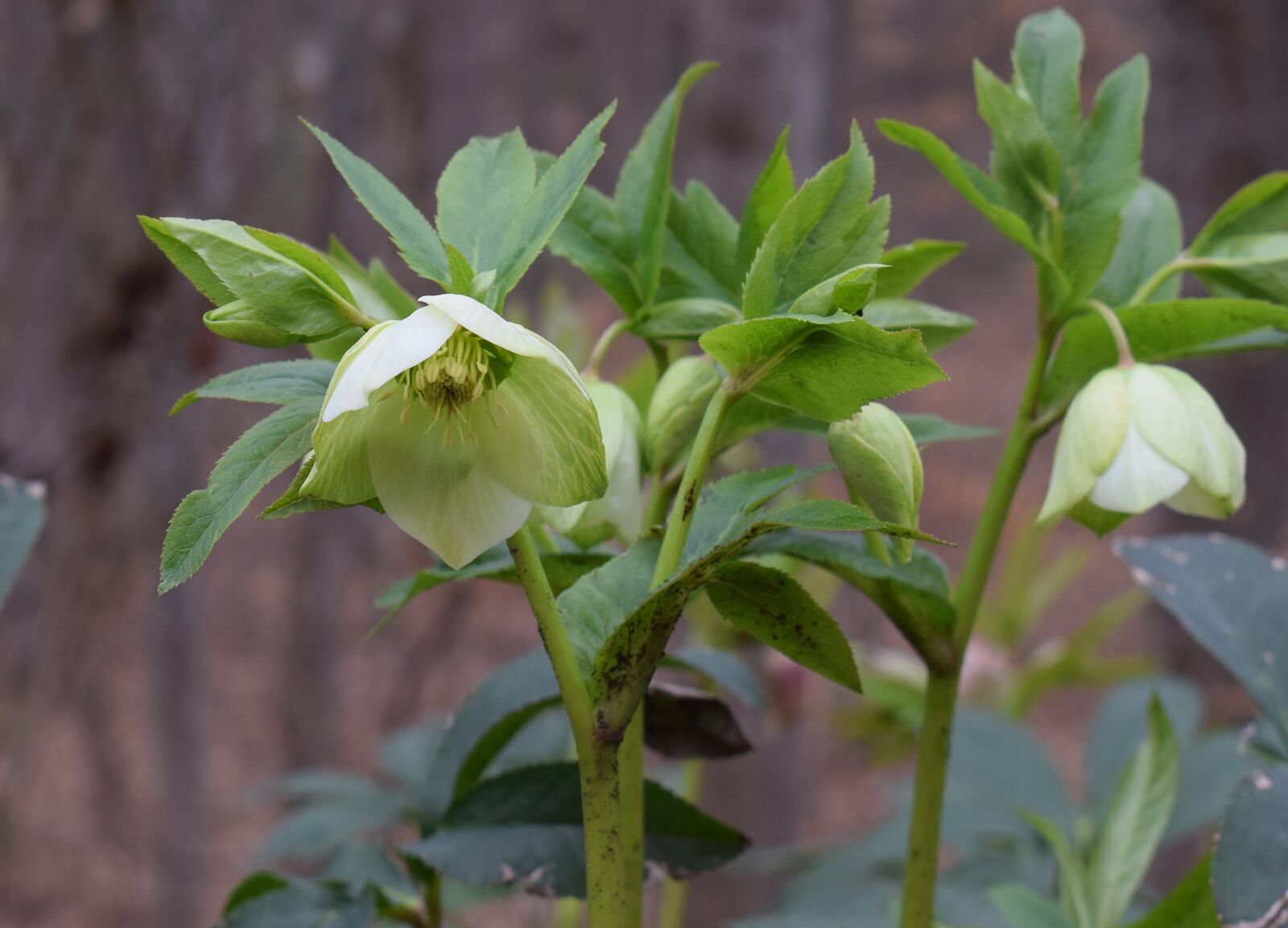 Nikon D3300 sample photo. Green hellebore, green lenten photography