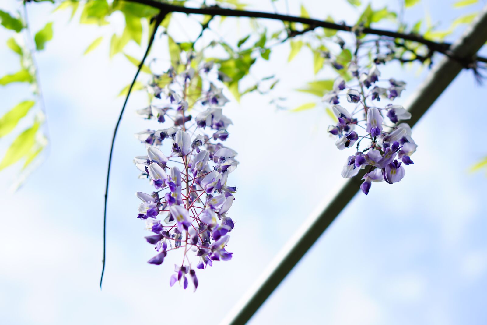 E 50mm F1.8 OSS sample photo. Flowers, wisteria, natural photography