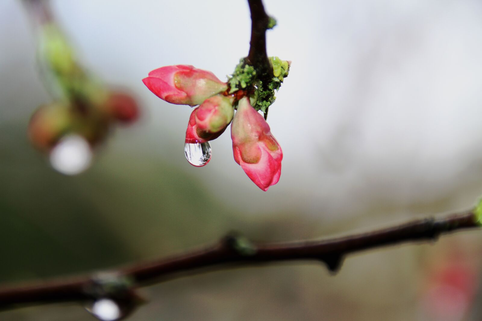 Canon EOS 7D sample photo. Drop of water, flower photography
