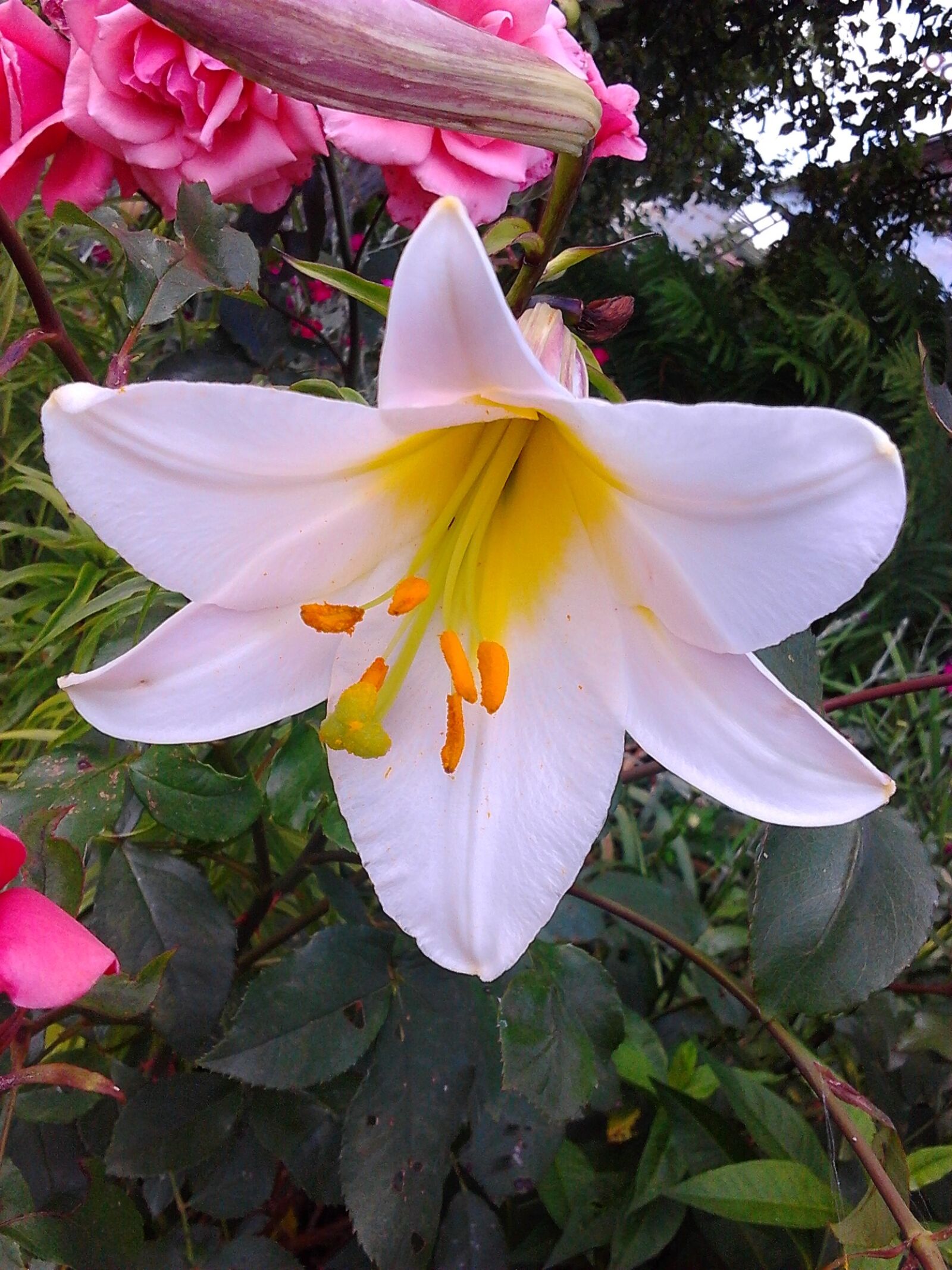 Samsung Galaxy Gio sample photo. White lily, flowers, beautiful photography