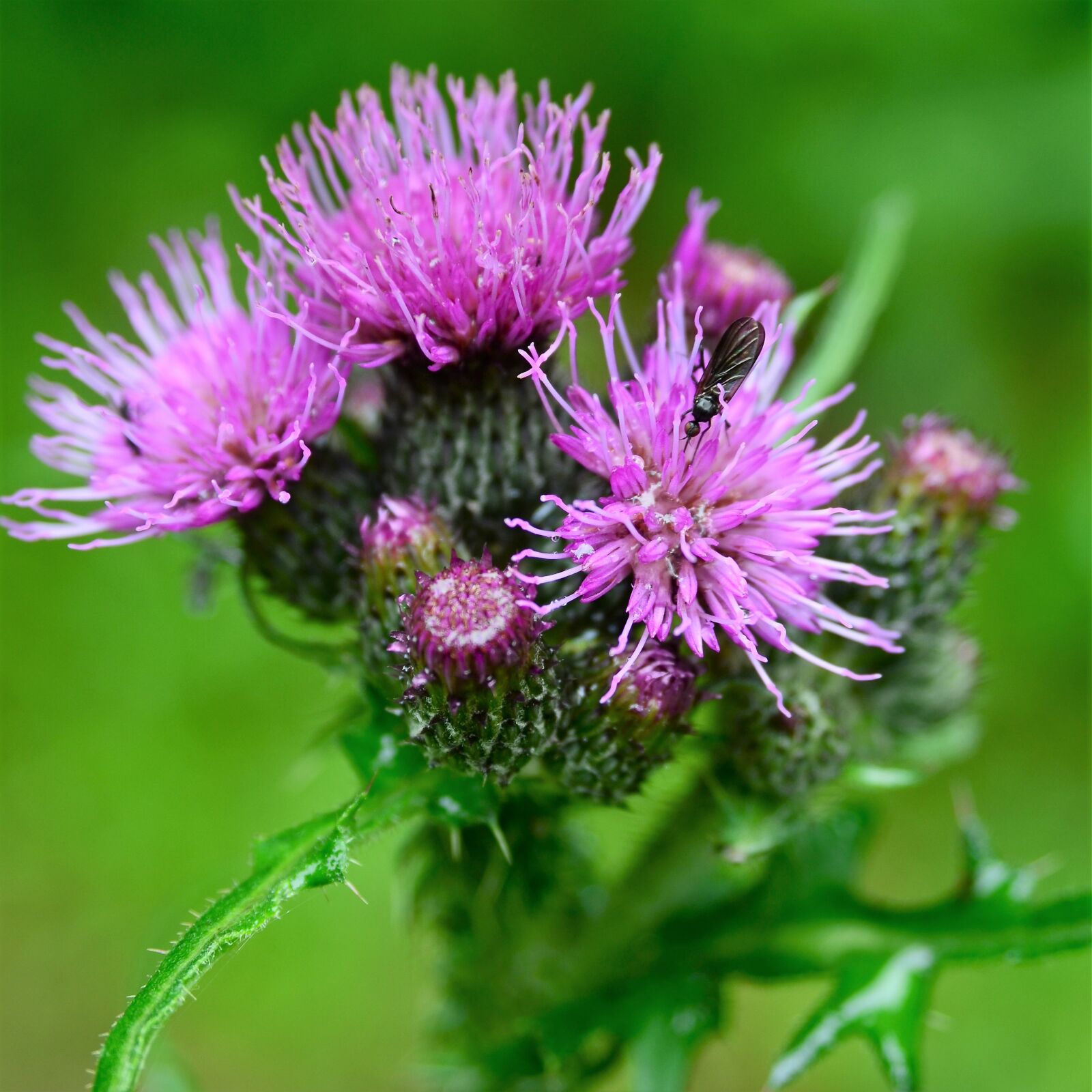 Nikon D7000 sample photo. Thistle, blossom, bloom photography