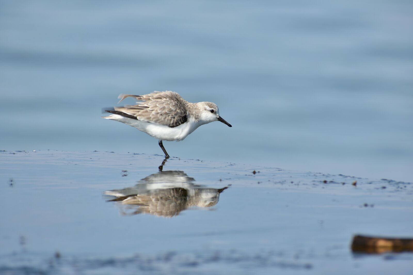 Nikon D7200 sample photo. Animal, sea, beach photography