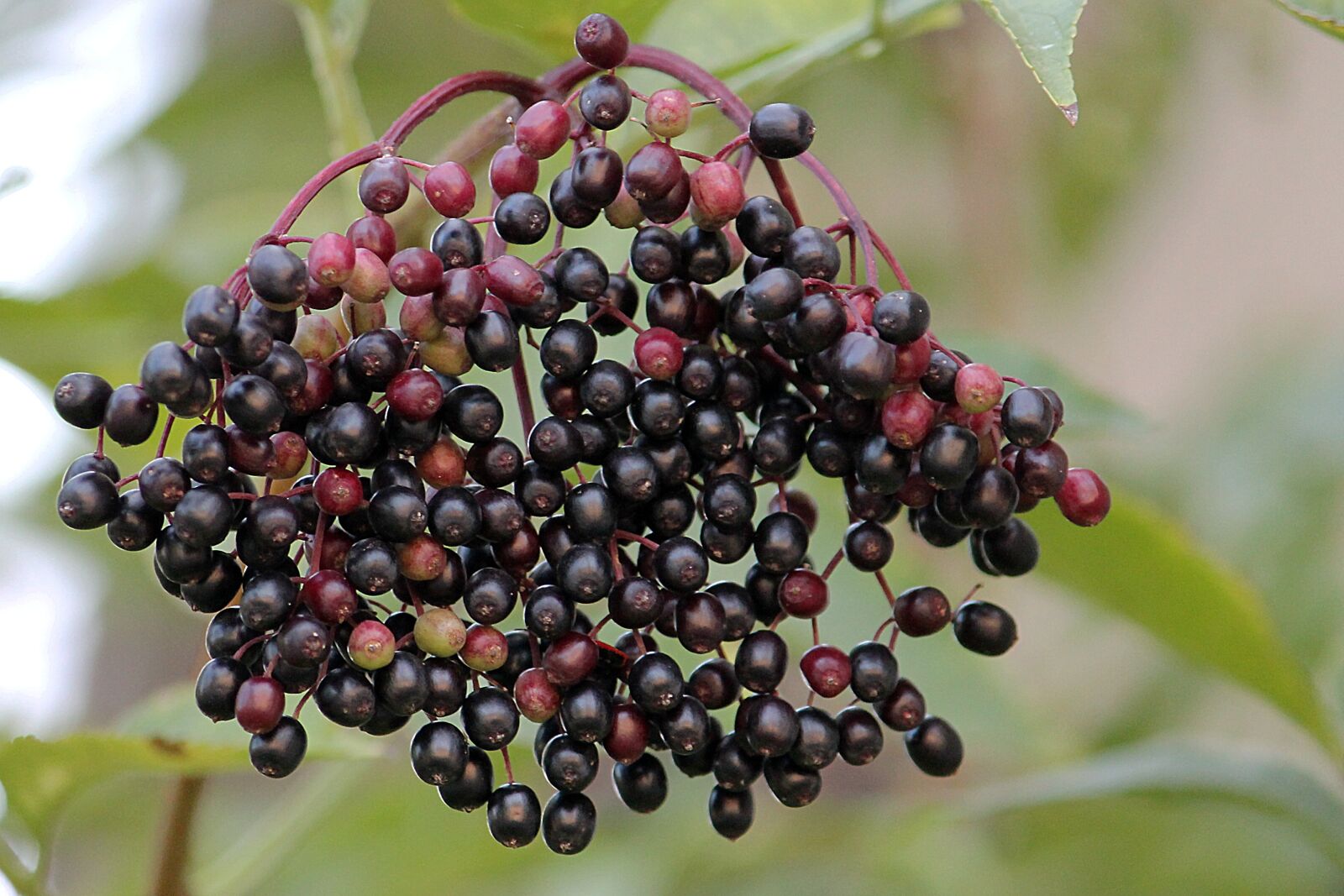 Canon EOS 1100D (EOS Rebel T3 / EOS Kiss X50) sample photo. Elder, elderberries, black elderberry photography