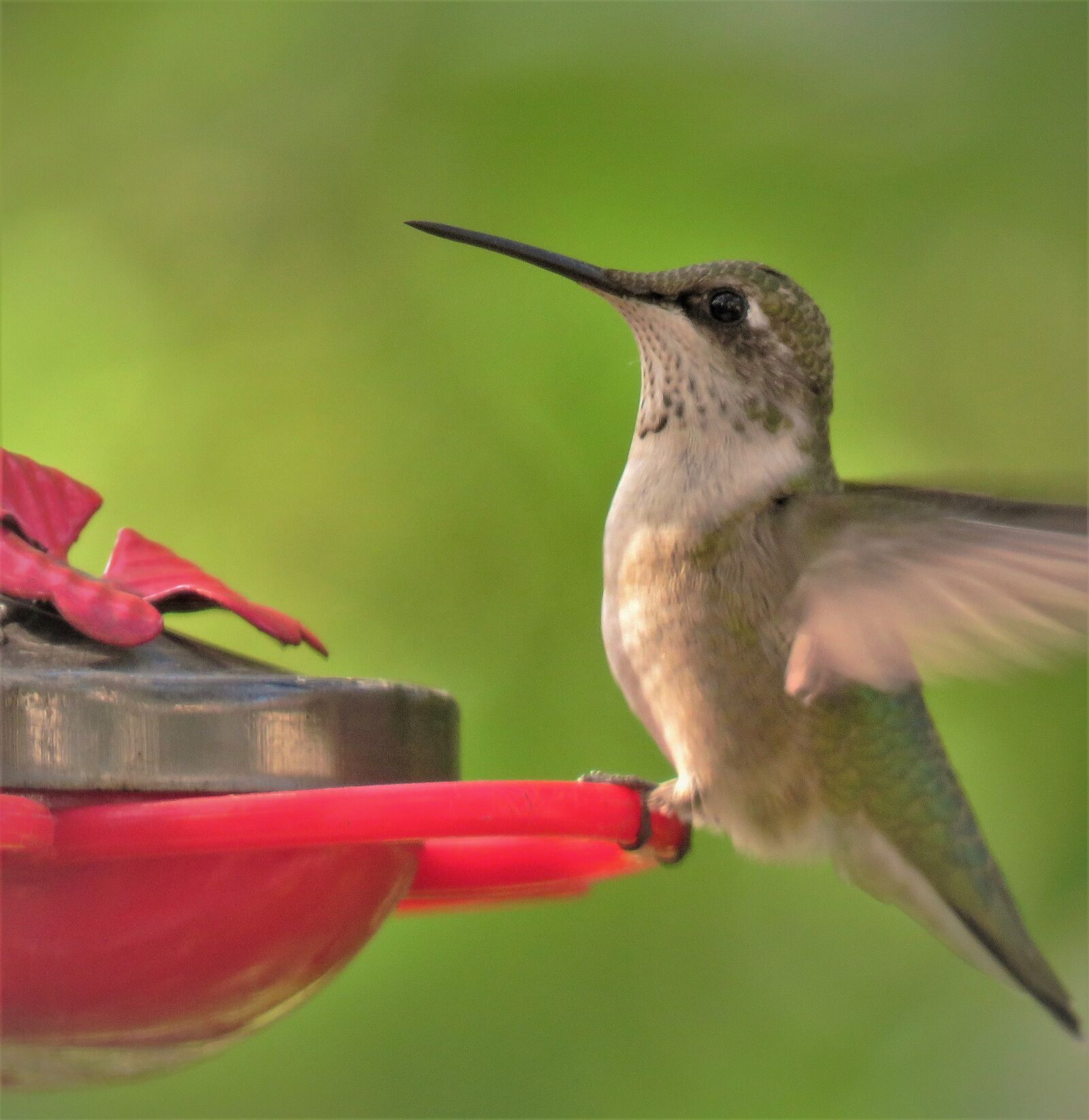 Canon PowerShot SX60 HS sample photo. Bird, hummingbird, close up photography