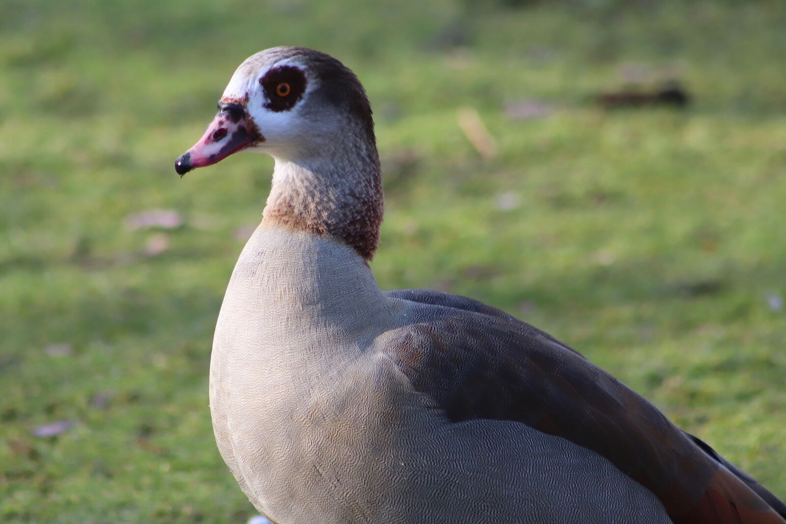 Canon EOS 800D (EOS Rebel T7i / EOS Kiss X9i) sample photo. Nilgans, goose, wild goose photography
