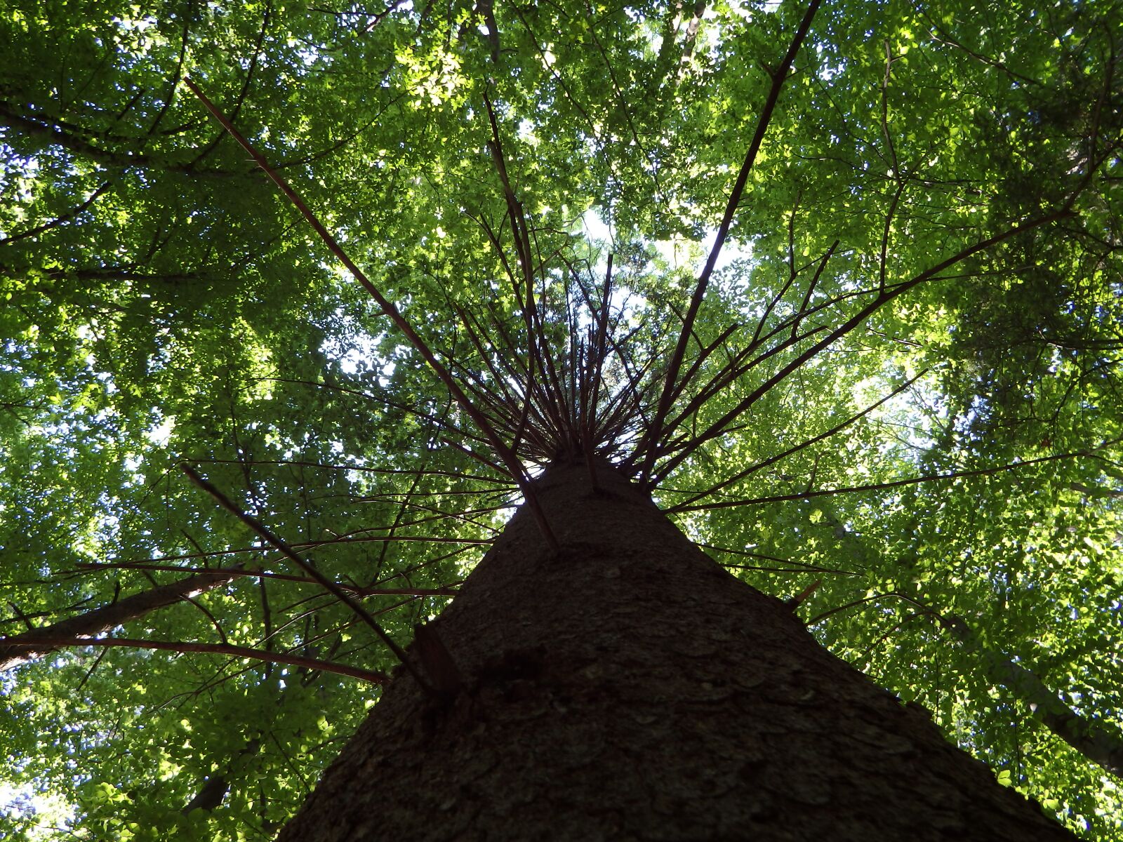 Olympus SP-100EE sample photo. Nature, tree, wood photography