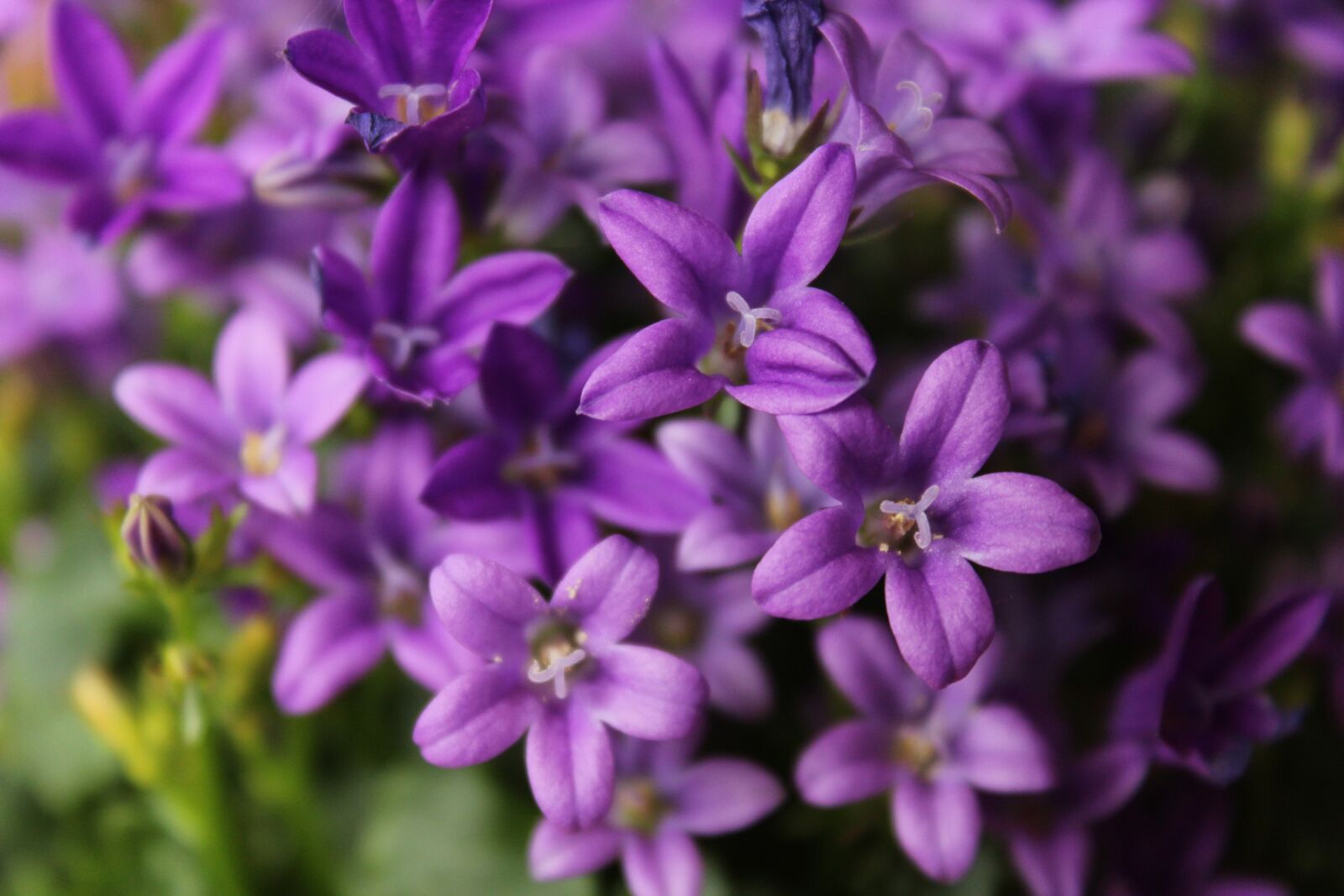 Canon EOS 1300D (EOS Rebel T6 / EOS Kiss X80) sample photo. Potted plant, plant, purple photography