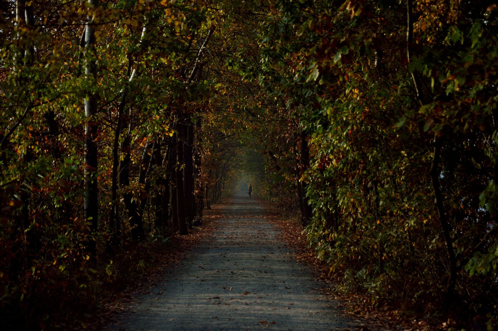 Nikon D3200 sample photo. Road, forest, nature photography