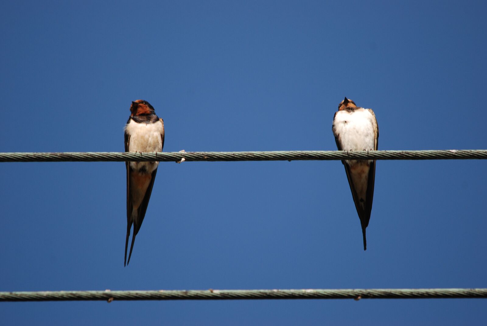 Nikon D80 sample photo. Swallow, bird, cable photography