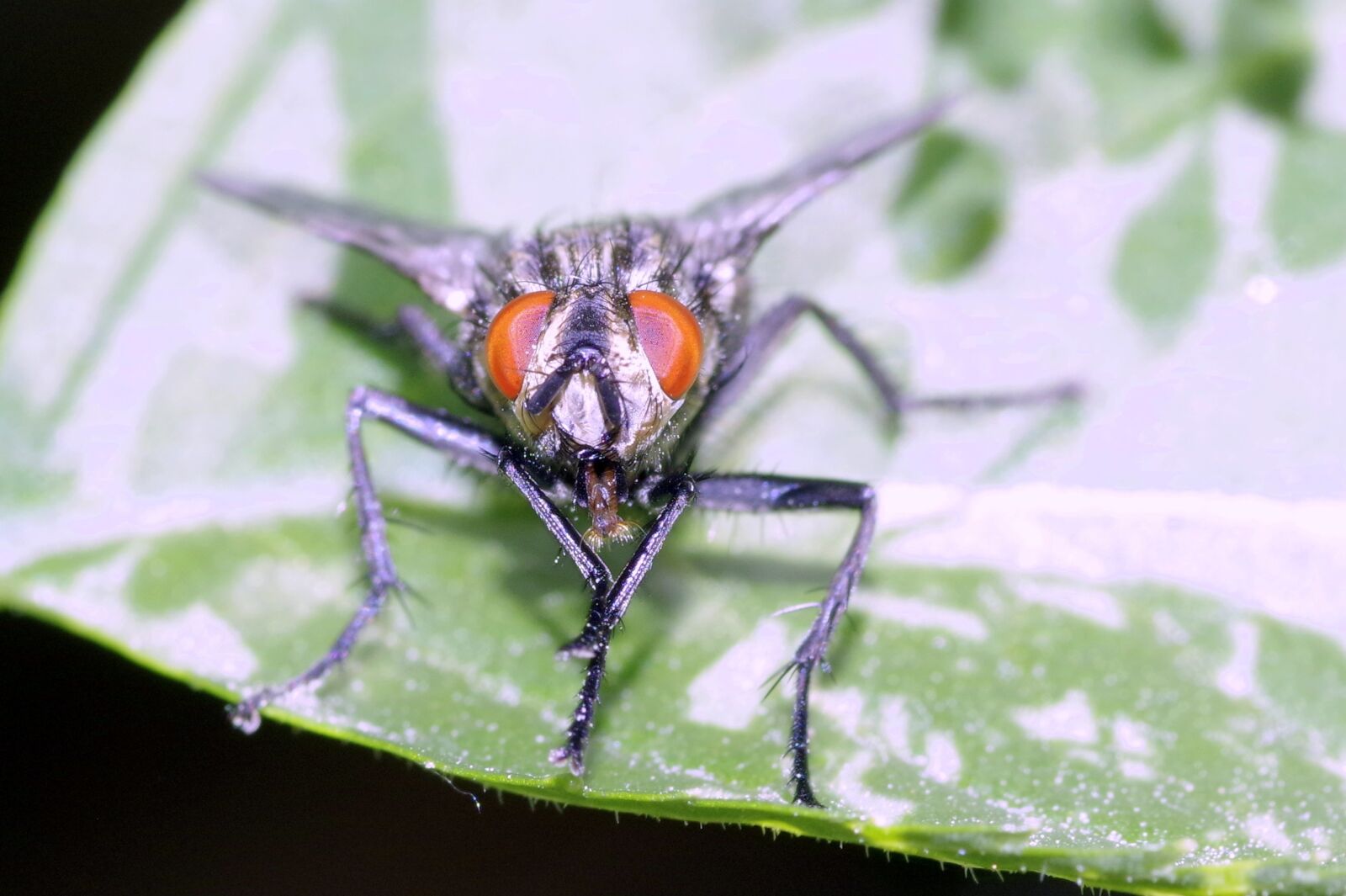 Pentax K-S2 sample photo. Mucha, insect, macro photography