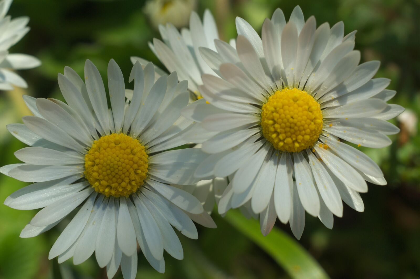 Nikon D2X sample photo. Daisy, chamomile, flowers photography
