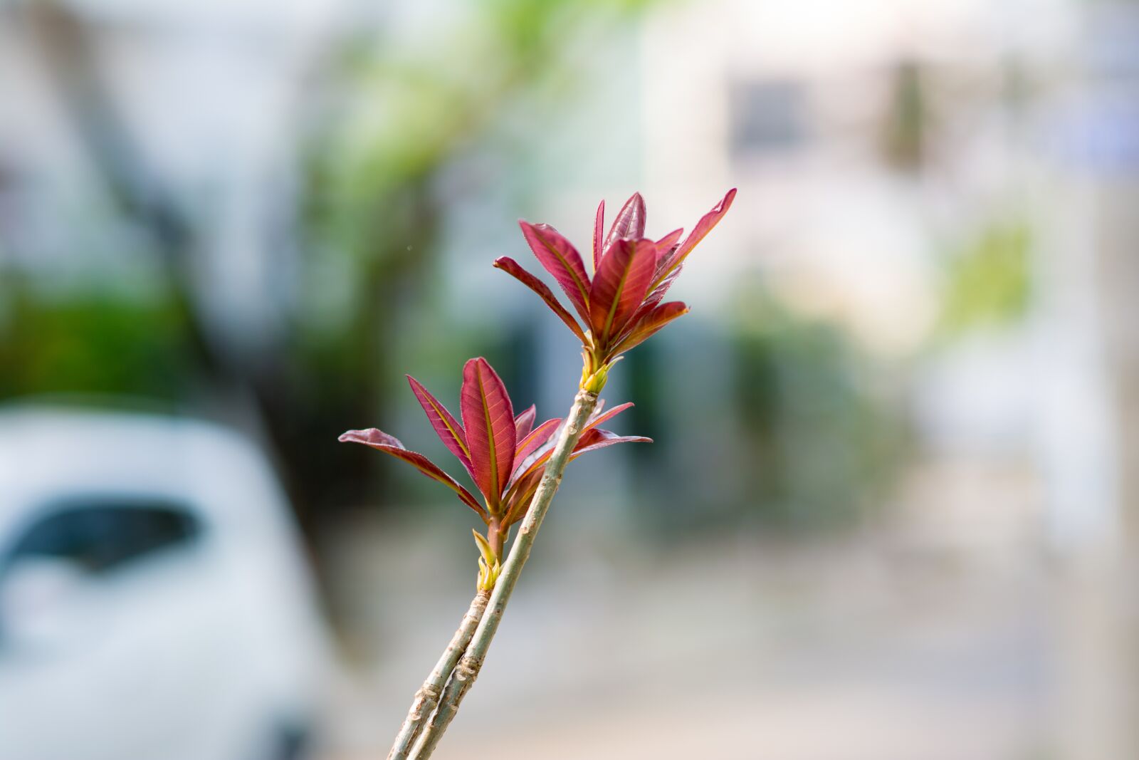 Nikon D5200 sample photo. Tree, green, nature photography