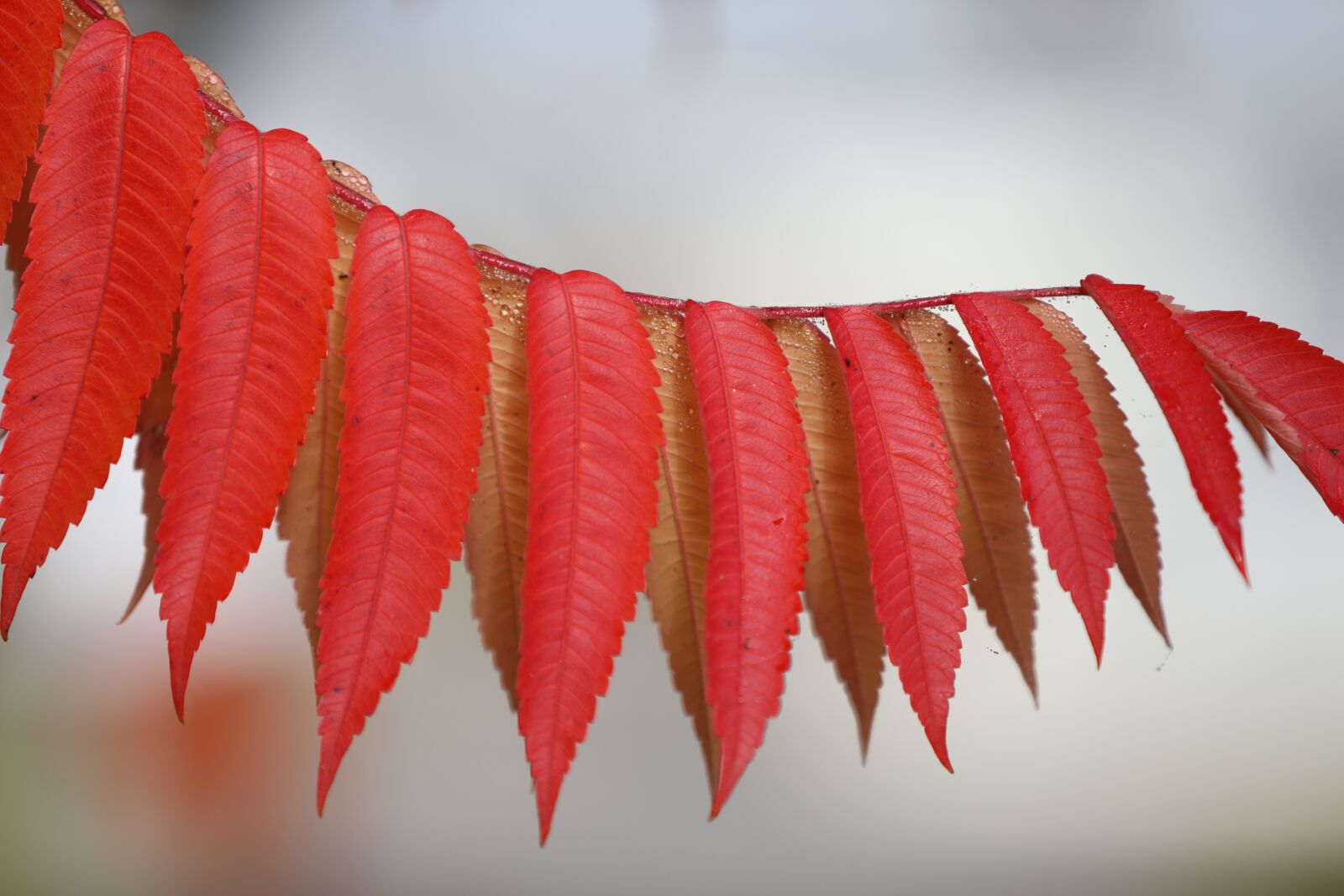 Canon EOS 5D Mark IV sample photo. Leaves, plant, red photography