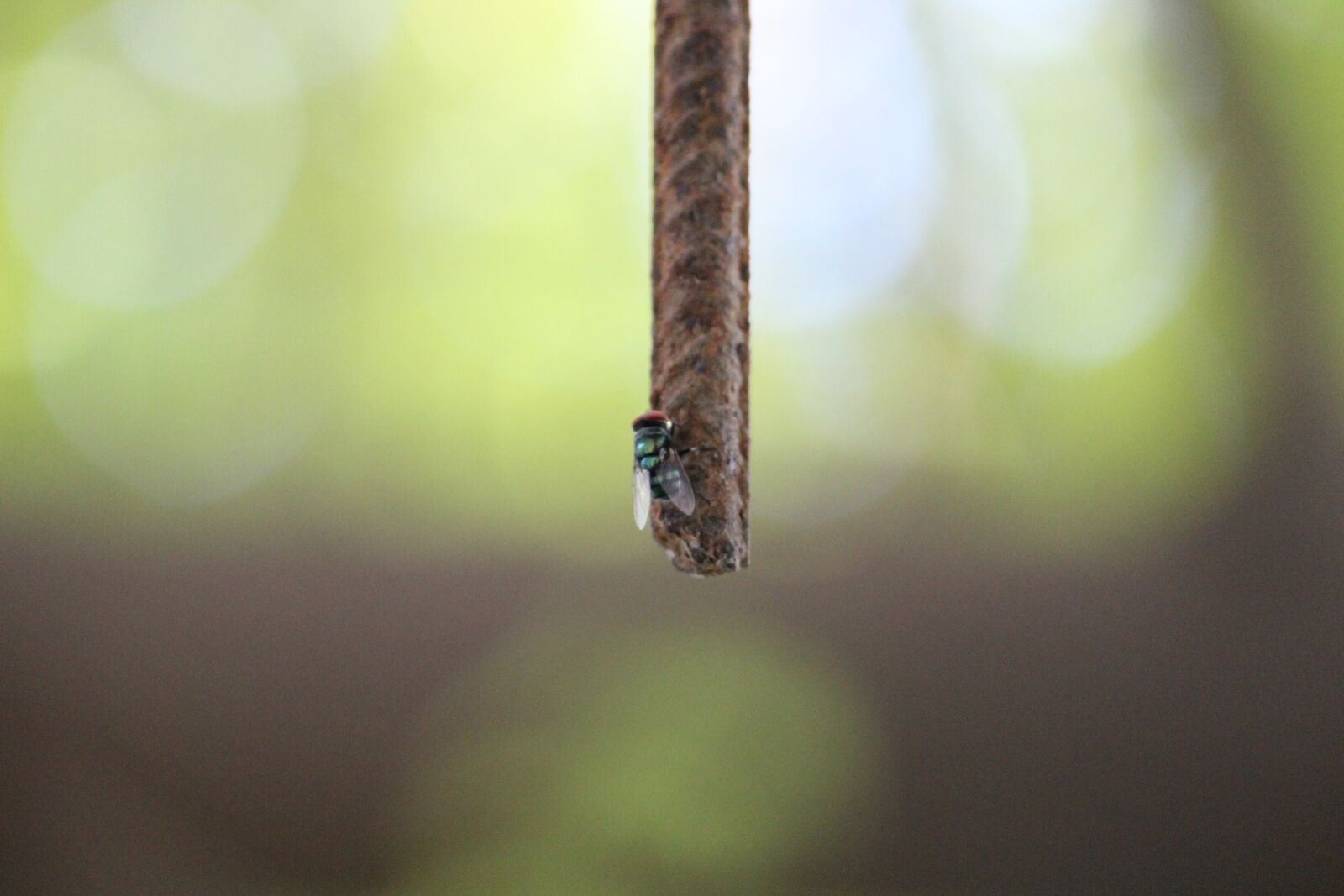 Canon EOS 1200D (EOS Rebel T5 / EOS Kiss X70 / EOS Hi) sample photo. Fly, bee, rod photography