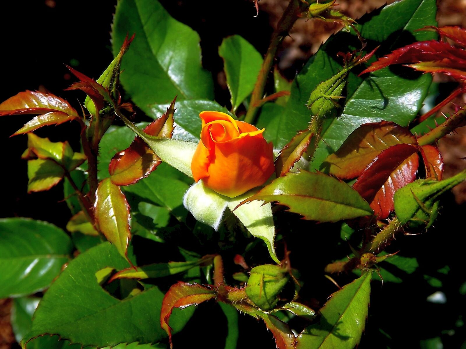 Fujifilm FinePix S3400 sample photo. Rose, flower, rose flower photography
