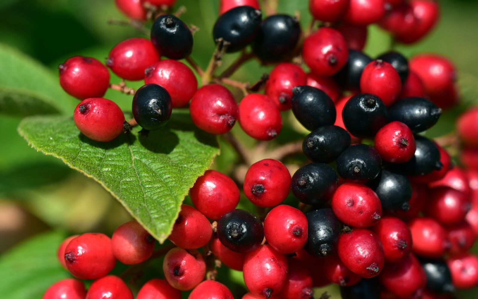 Nikon D750 sample photo. Berries, red, black photography