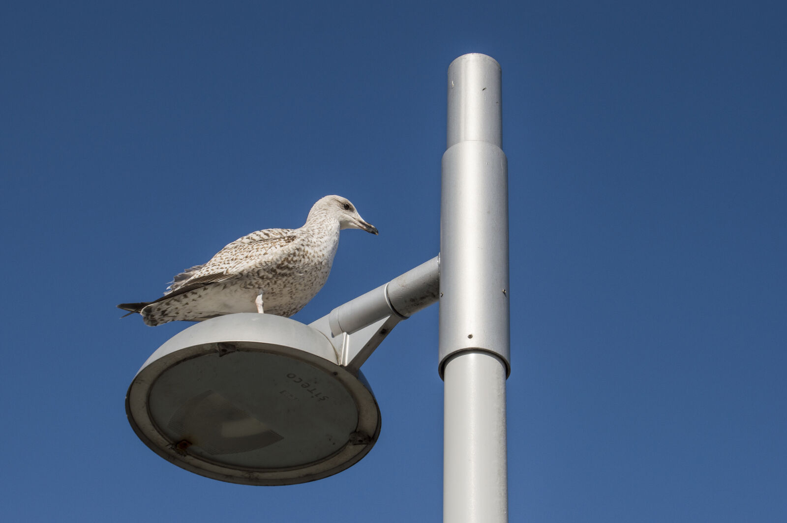 Nikon D3200 sample photo. Seagul, sky, watcher photography