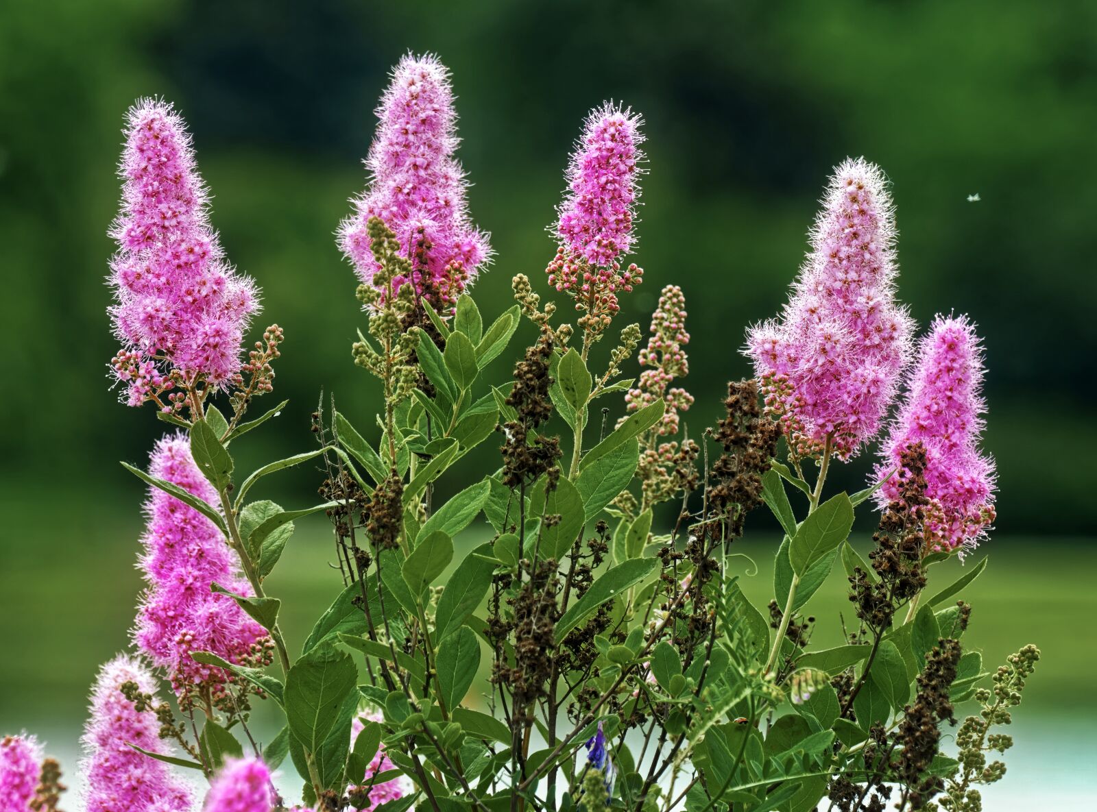 Nikon D5300 sample photo. Flowers, inflorescence, pink photography