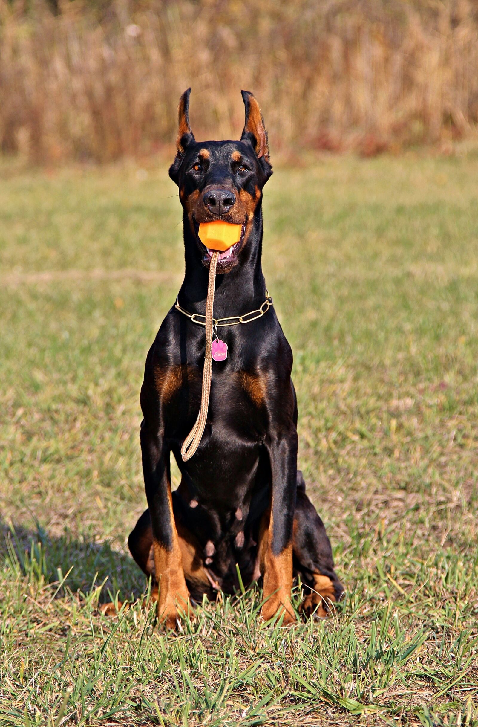 Canon EOS 600D (Rebel EOS T3i / EOS Kiss X5) sample photo. Doberman, dog, sitting photography