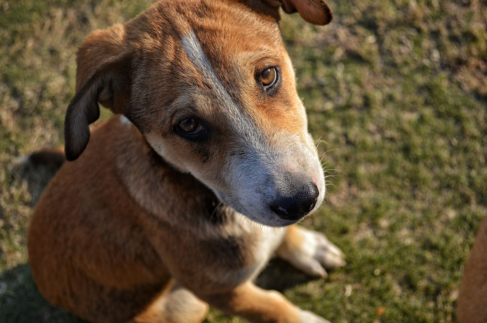 Nikon D5100 sample photo. Dog, face, eyes photography