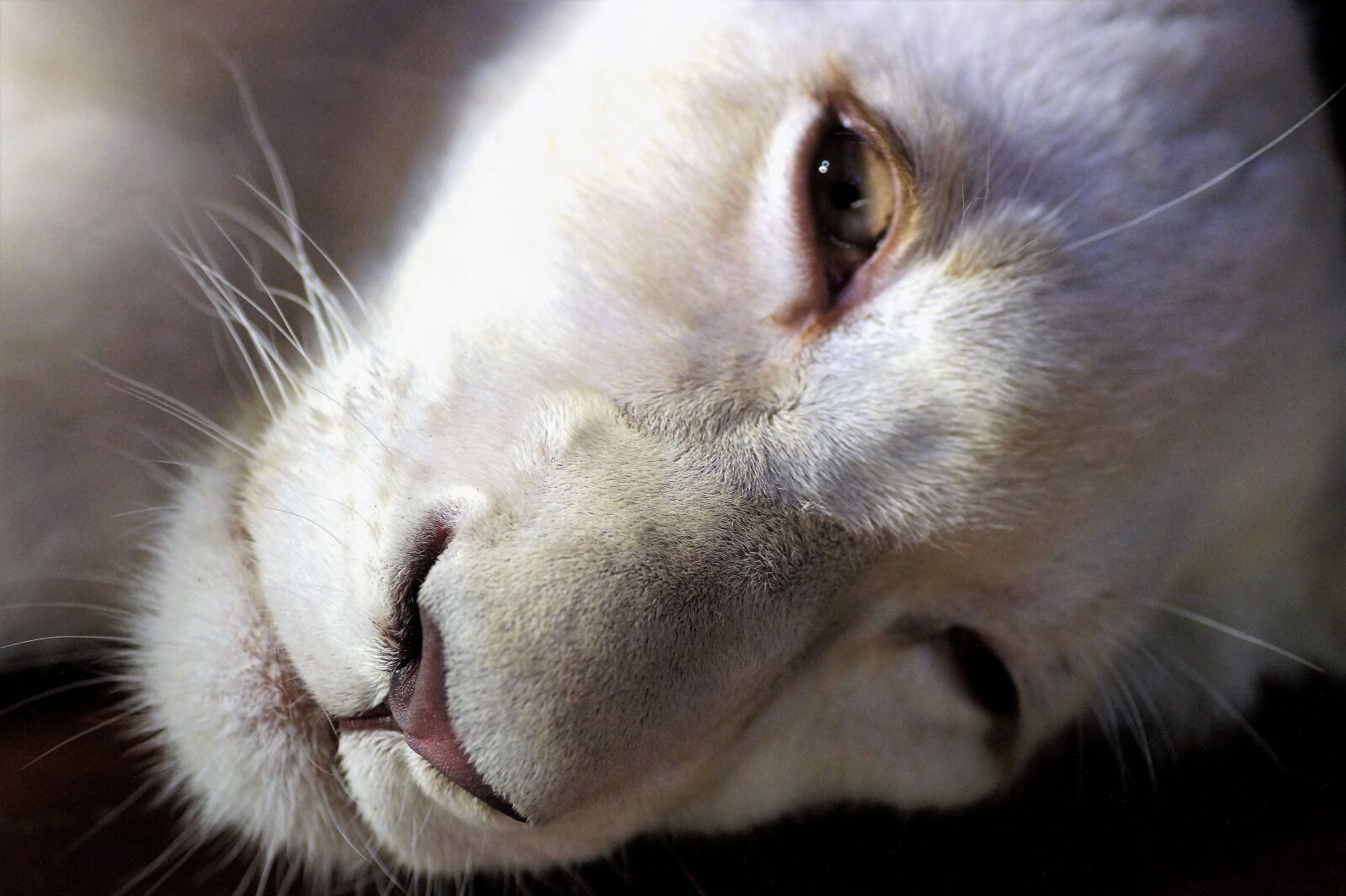 Sony SLT-A58 sample photo. The lion, white lion photography