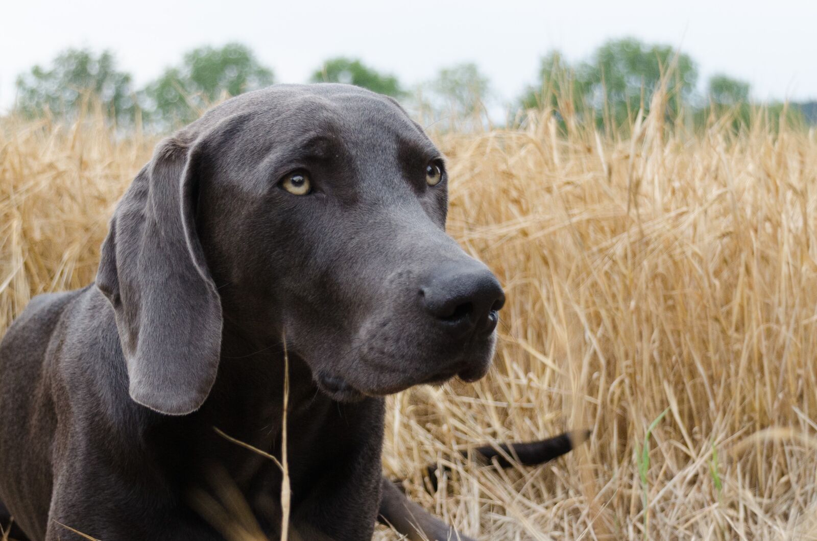 Nikon D5100 sample photo. Dog, weimaraner, head photography