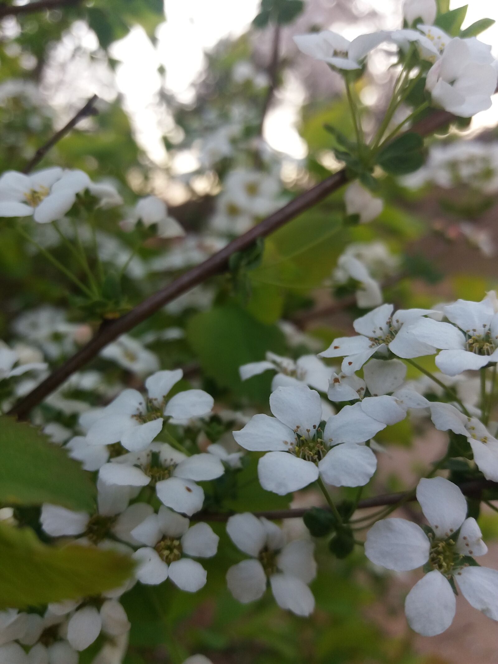 Samsung Galaxy J5(2016) sample photo. Meadowsweet, spring, meadowsweet trees photography