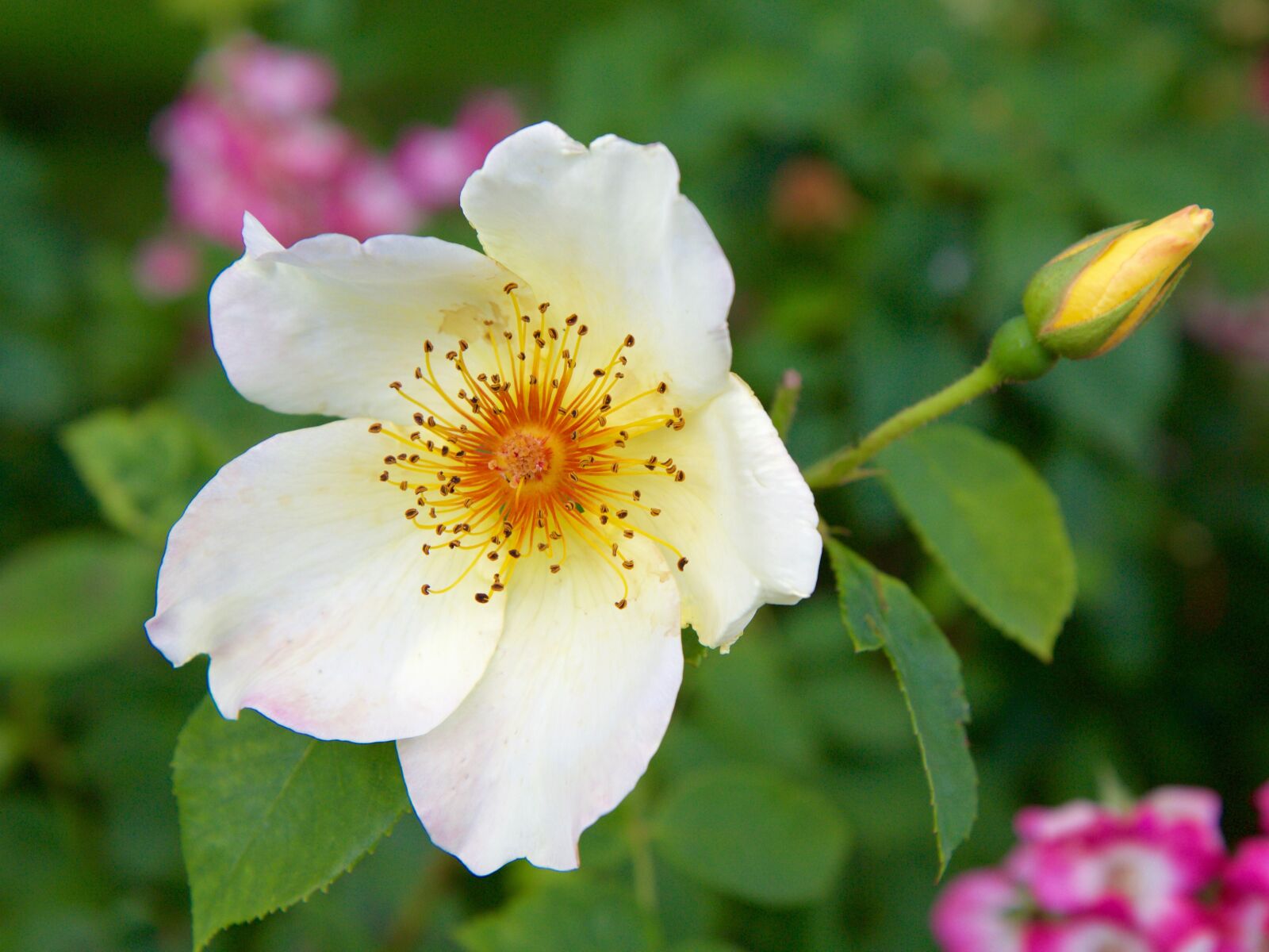 Canon EOS 70D sample photo. Rose, flower, white photography