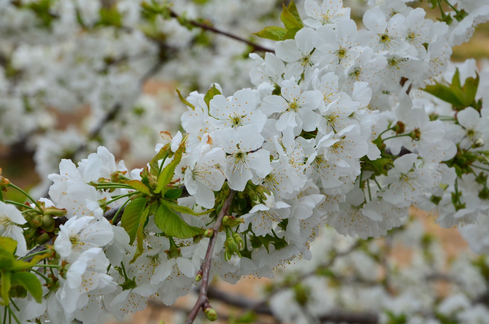 Nikon D7000 sample photo. Cherry, flower, branch photography