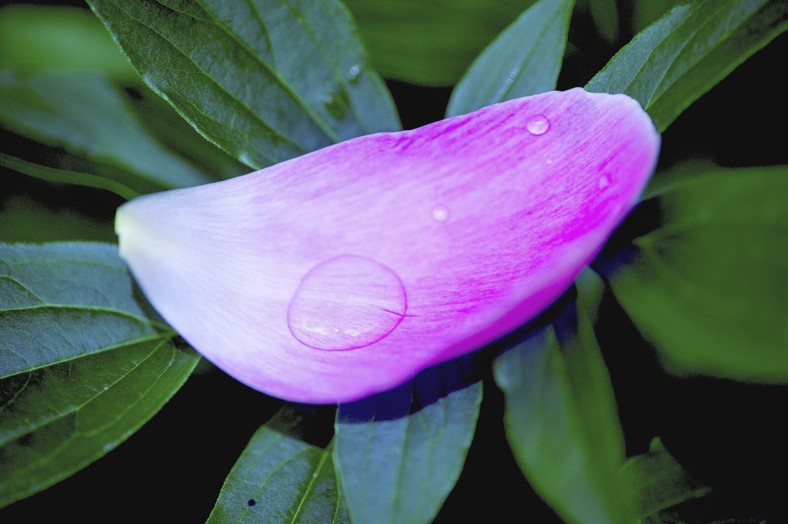 Nikon D3S sample photo. Petal, peony petals, trickle photography