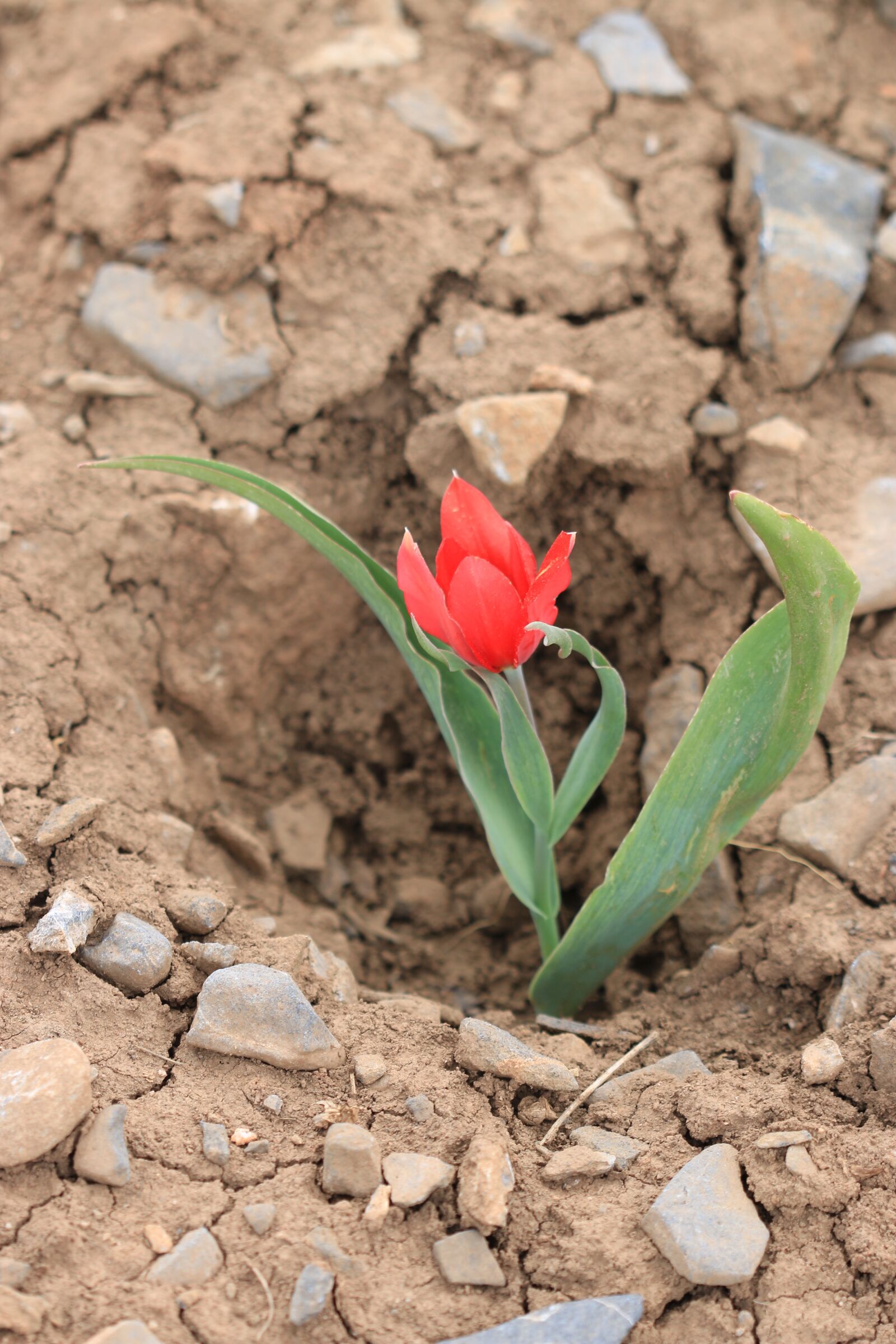 Canon EOS 70D + Canon EF 100mm F2.8 Macro USM sample photo. Green, red, flower photography
